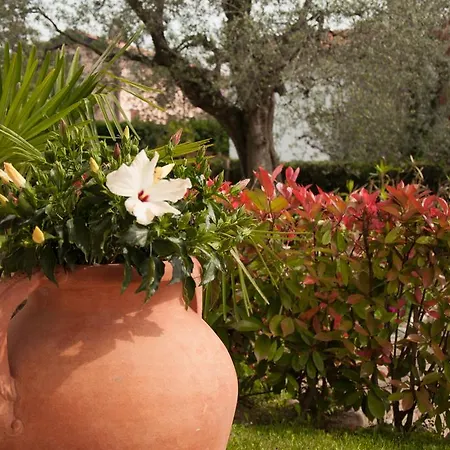 Mimosa Apartman